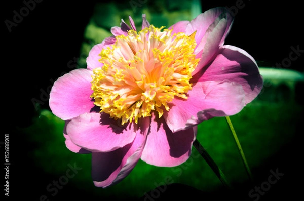 Obraz Lovely Peony