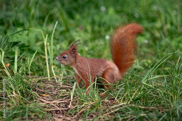 Fototapeta A squirrel standing on the ground and looking ahead in a natural outdoor environment.