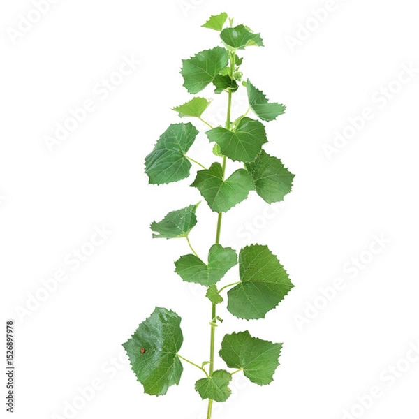Fototapeta Isolated Grape Vine Branch On White. Fresh Green Leaves For Seasonal Designs. Botanical Element For Ecological Themes.