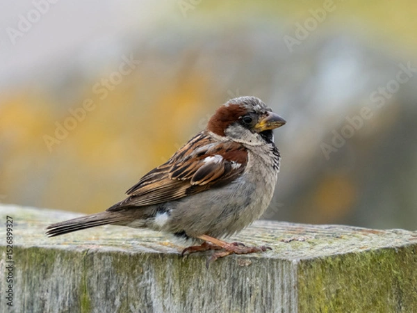 Fototapeta Sparrow sitting on a log