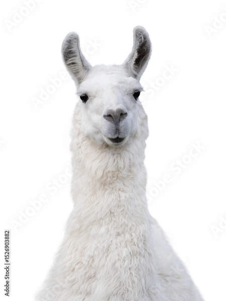 Fototapeta portrait of white llama isolated on white background