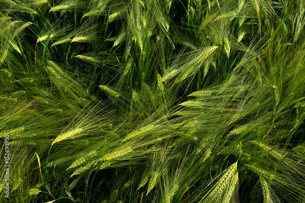 Fototapeta green wheat field
