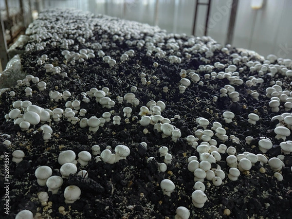 Obraz close up of Mushroom