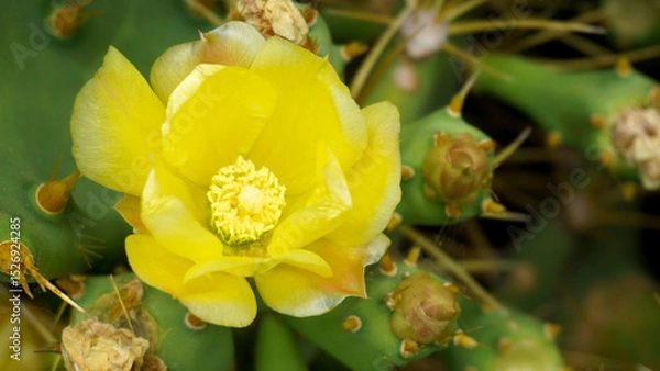 Obraz Yellow Opuntia stricta cactus flower.Blooming Prickly Pear plant in Tenerife,Canary Islands,Spain.Tropical succulent plants concept for design.Selective focus.