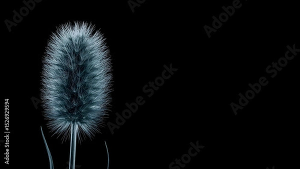 Fototapeta Unique close-up of a fluffy plant against a simple black background highlighting its texture and form