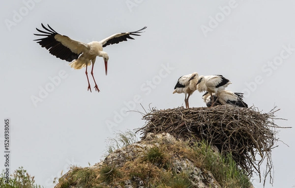 Fototapeta Nature walk observing brown bears, in various postures, and storks with their young in their nests