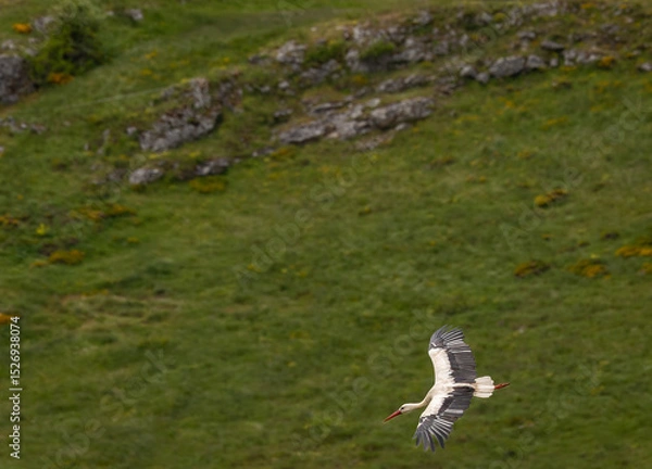 Fototapeta Nature walk observing brown bears, in various postures, and storks with their young in their nests