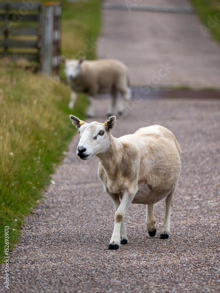 Fototapeta Sheep on paved road with second sheep in the far background