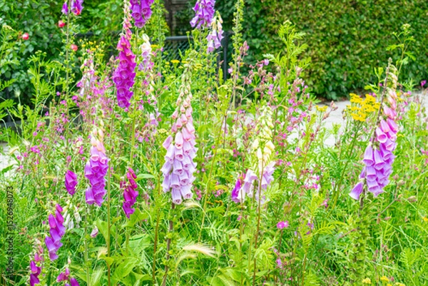 Obraz Pink, violet and purple colored common foxglove flowers (digitalis purpurea) in a flowerbed