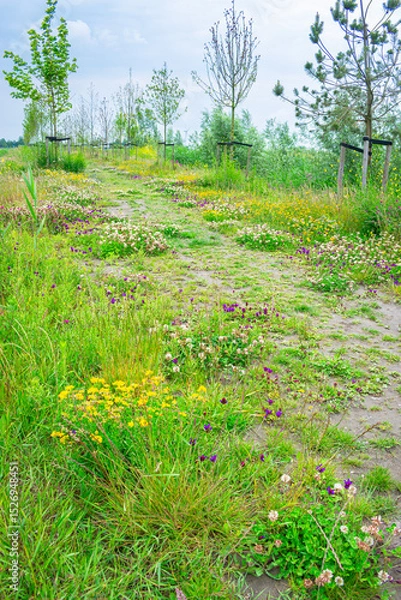 Obraz Wildflowers in all kinds of colors along a footpath in the Dutch countryside