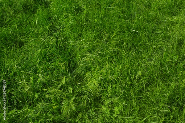 Fototapeta Lawn grass and clover with water drops. Green grass as a background.