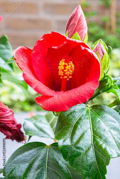 Obraz Detailed image of a vibrant red Hibiscus flower