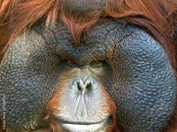 Obraz Orangutan close-up