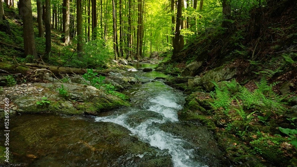 Fototapeta Beautiful Sunrise In Sunny Spring Forest with Stream . Sunlight Sunbeams Through Woods In Forest Landscape. Panorama Panoramic View