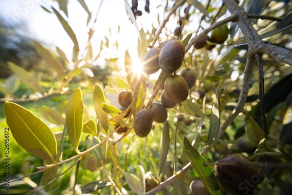 Fototapeta Olive tree with green ripe olives in an olive garden . Green olive tree lit by the rays of the sun