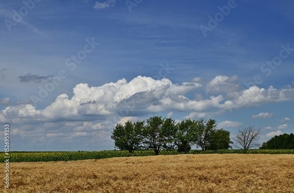 Fototapeta Getreidefeld vor der Ernte in Ungarn 
