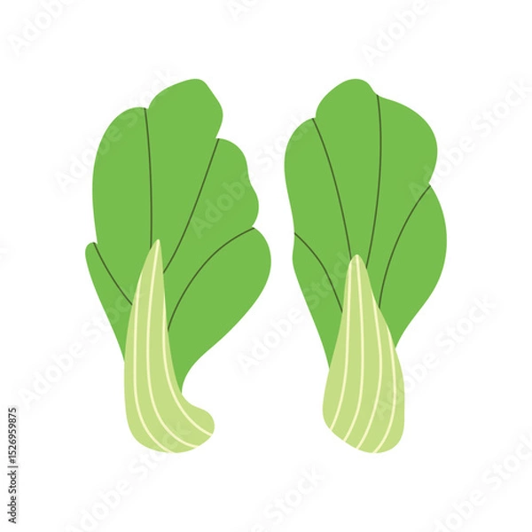 Fototapeta Trendy Hand Drawn Bok choy cabbage vegetable Illustration isolated on white background. Modern Abstract Mediterranean Aesthetic. Vector Art for Home Decor, Dining Spaces