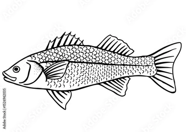 Obraz Hand drawn Seabass fish isolated, for engraving, coloring and printing. Vector illustration.