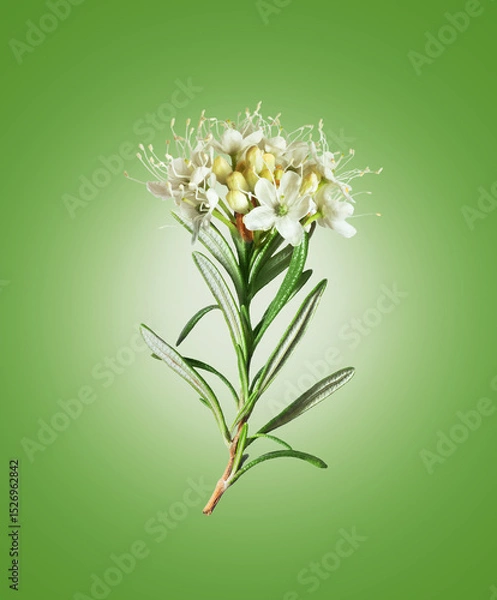 Fototapeta Branch of rosemary with blossom close up on a green background