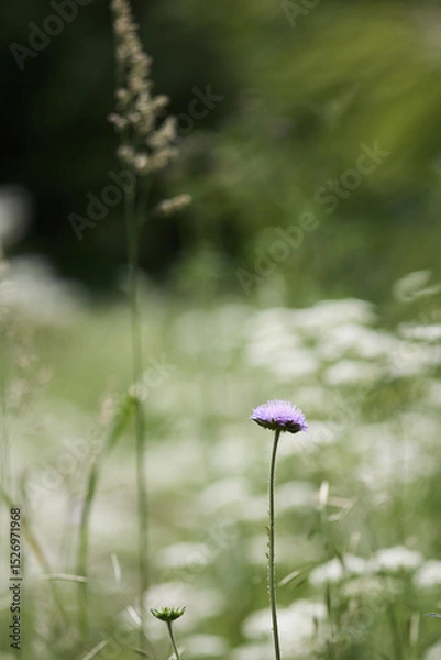 Obraz wild flower in the grass