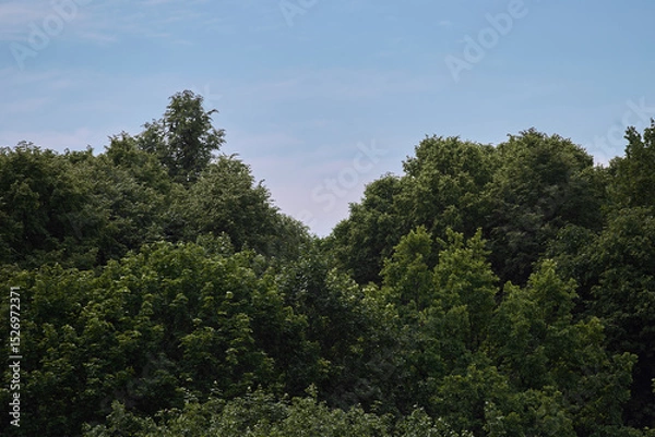 Obraz trees in the woods