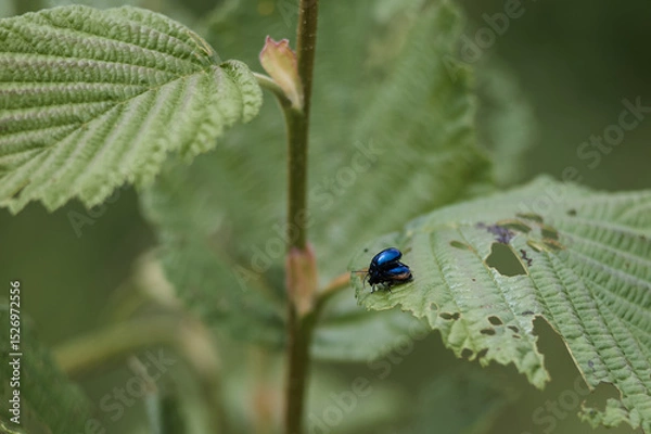 Obraz bugs on a leaf