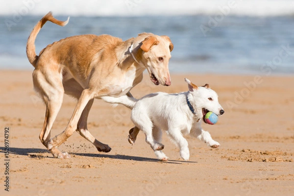 Fototapeta Dogs playing on the beach