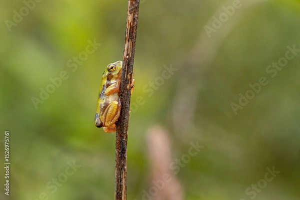 Obraz European tree frog (Hyla arborea) on branch in lush green habitat. Close-up of vibrant green amphibian. Ideal for wildlife, nature, and frog-themed stock content.