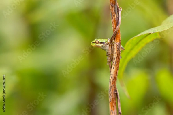 Obraz European tree frog (Hyla arborea) on branch in lush green habitat. Close-up of vibrant green amphibian. Ideal for wildlife, nature, and frog-themed stock content.