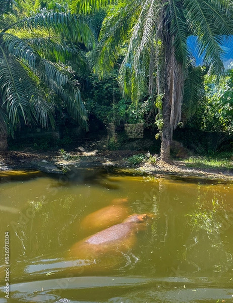 Obraz Two hippos swimming underwater seen from the surface of the water