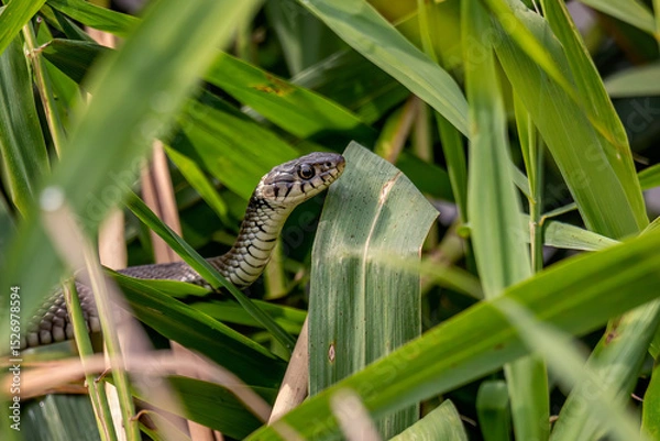Obraz Close-up of a grass snake (Natrix natrix) coiled in dry reeds. Detailed wildlife photo of non-venomous European snake in natural habitat. Ideal for nature and reptile themes.