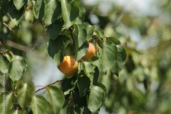 Obraz oranges on tree