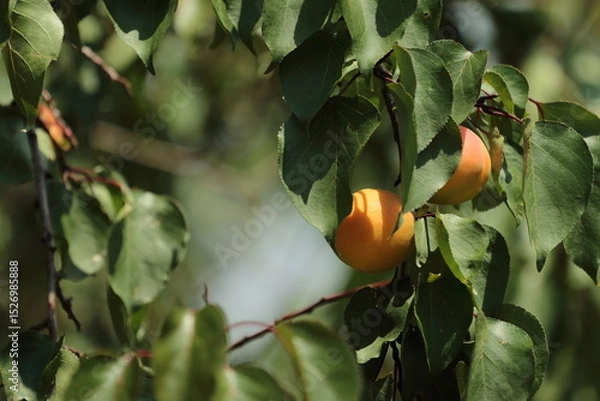 Obraz oranges on tree
