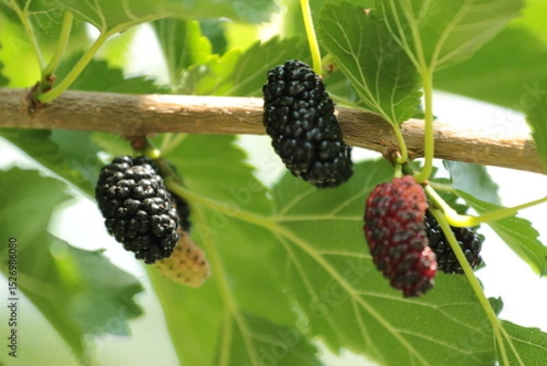 Fototapeta blackberries on a tree 