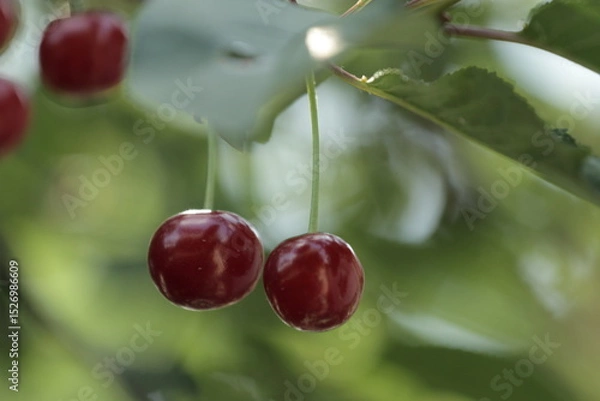 Obraz cherries on the tree