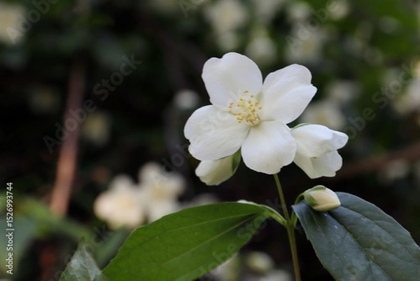 Obraz white fragrant jasmine flowers, jasmine, close-up flowers, flowers 