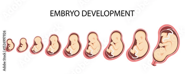 Obraz Human embryo, stages of fetal development from 1 to 9 months. Human Fetus in the Womb