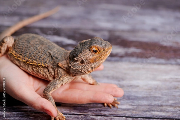 Fototapeta Bearded dragon resting on a hand in a cozy indoor setting during daylight