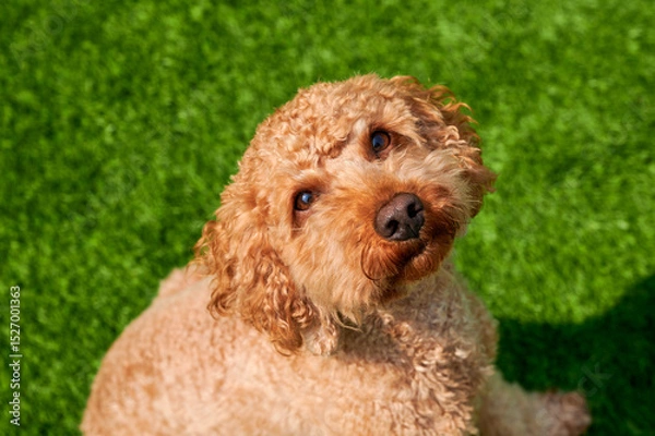 Fototapeta Curly-haired poodle relaxes in the sun on a bright green lawn during a warm afternoon