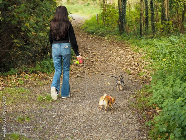 Fototapeta Young teenager girl walking small dogs on a footpath in a forest park. Making money on pet service and care concept. Hobby and responsibility. Model in dark top and blue jeans. Selective focus