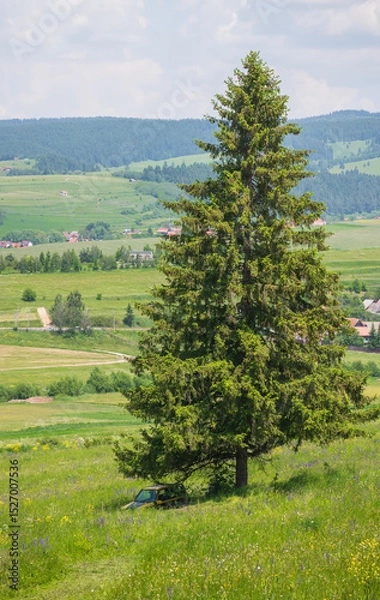Obraz landscape with a large pine tree