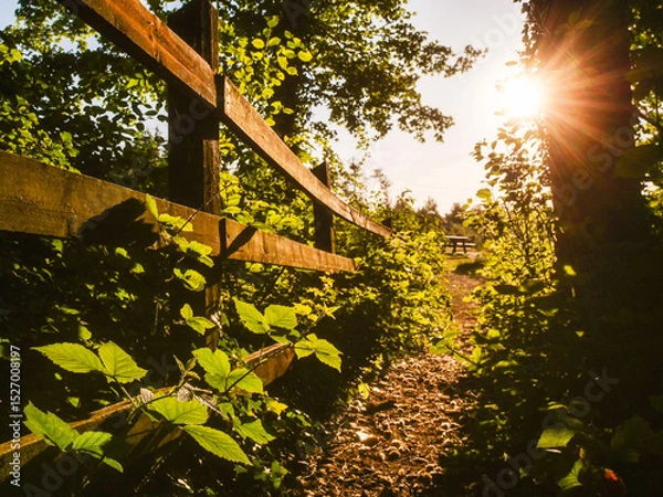 Fototapeta A wooden fence with a path in between. The path is lined with trees and leaves. The sun is shining through the trees, creating a warm and inviting atmosphere. Hot season mood and vibe.