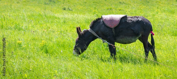Obraz donkey on the meadow