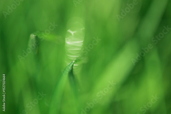 Fototapeta Defocused green natural background. Blurred grass with drops.