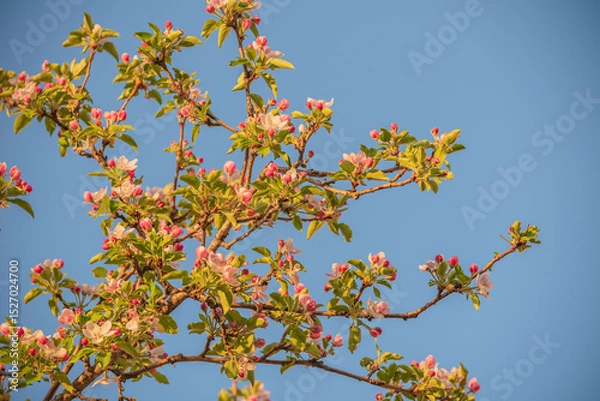 Fototapeta Branch of an apple tree in flowers in spring. The tree blooms in April against the sky. Spring concept