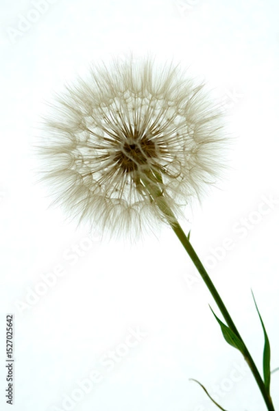 Obraz a gosbeard flower grows in a field
