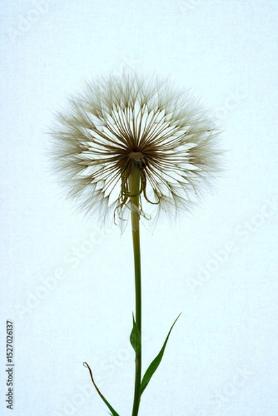 Obraz a gosbeard flower grows in a field
