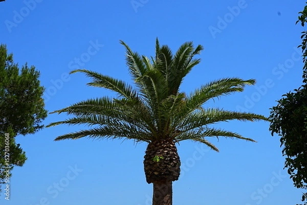 Obraz Palm tree in summer