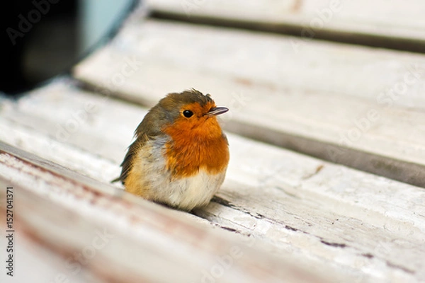 Obraz Little bird on the bench