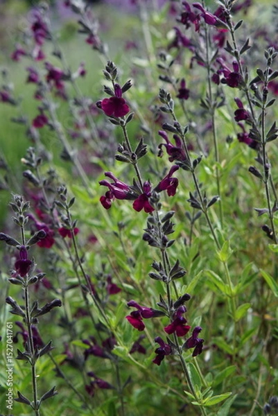 Fototapeta salvia, Salvia greggii A.Gray, Autumn sage, flowers, summer garden, cambridge, cambridge botanic gardens, may 2025